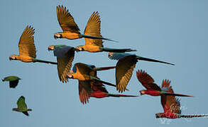 Blue-and-yellow Macaw