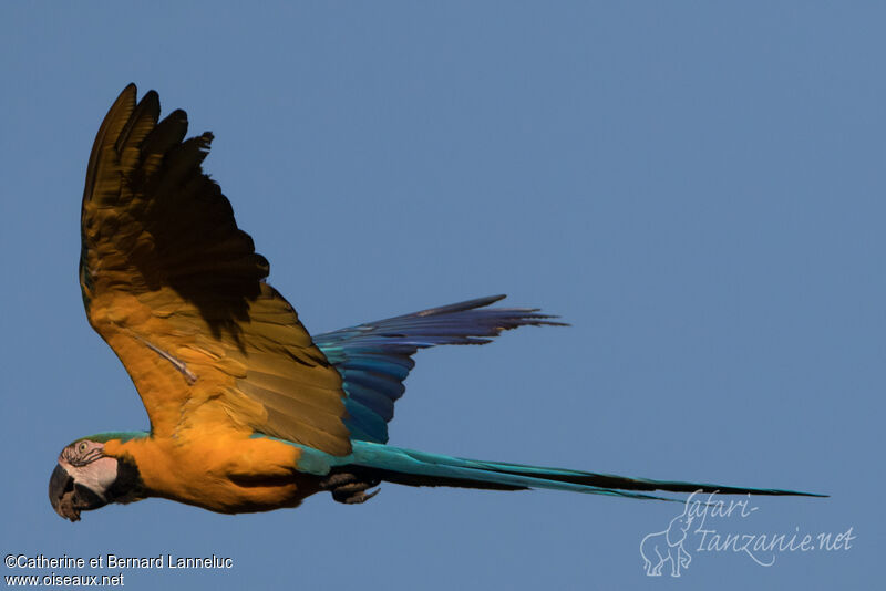 Blue-and-yellow Macawadult, Flight, feeding habits
