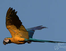 Blue-and-yellow Macaw