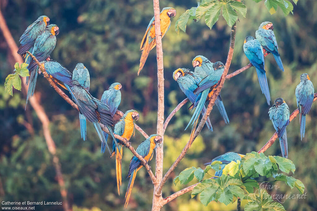 Blue-and-yellow Macawadult, Behaviour