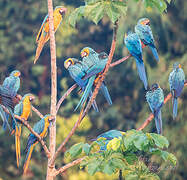 Blue-and-yellow Macaw