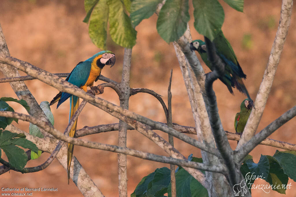 Blue-and-yellow Macawadult, identification