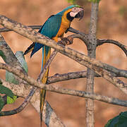 Blue-and-yellow Macaw