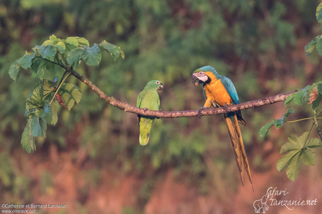 Blue-and-yellow Macawadult, feeding habits, Behaviour