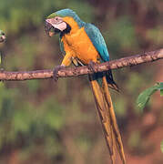 Blue-and-yellow Macaw