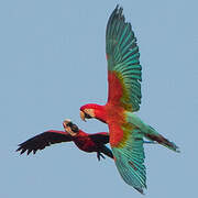 Red-and-green Macaw