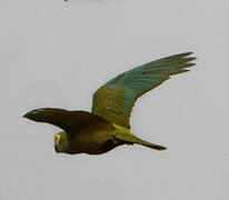 Red-bellied Macaw