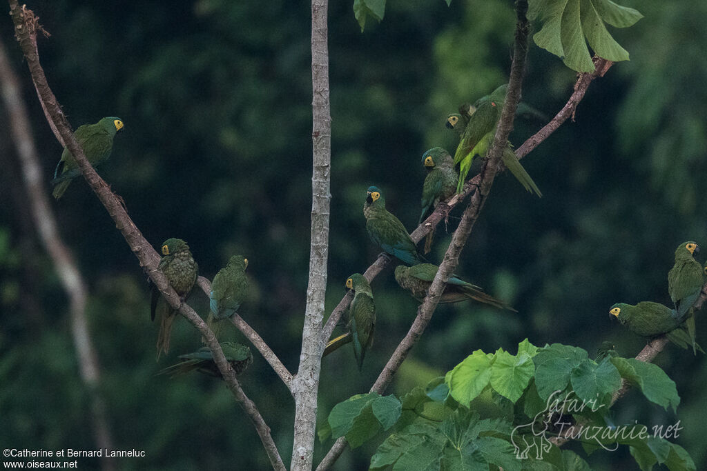 Red-bellied Macawadult