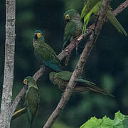 Red-bellied Macaw