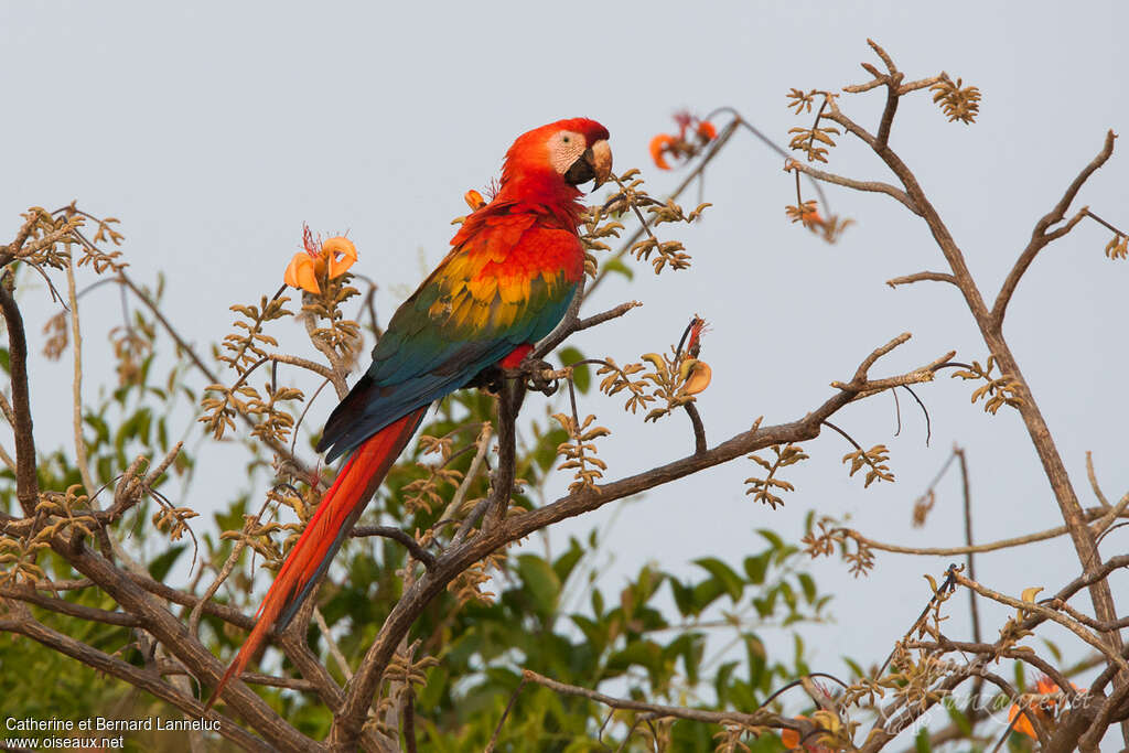 Scarlet Macawadult, identification