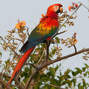 Scarlet Macaw