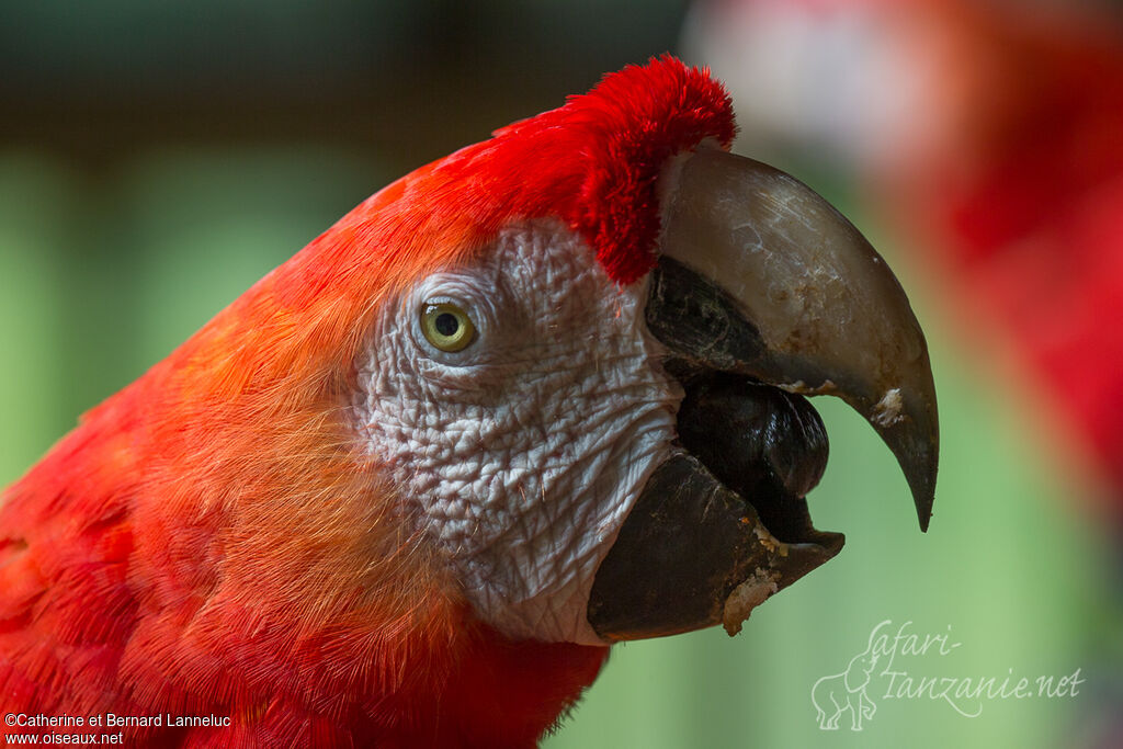 Scarlet Macawadult