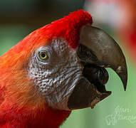 Scarlet Macaw