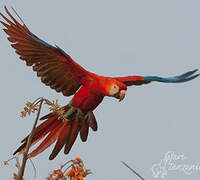 Scarlet Macaw