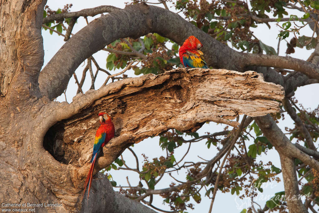 Scarlet Macawadult breeding, Reproduction-nesting