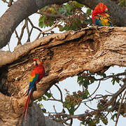 Scarlet Macaw