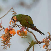 Chestnut-fronted Macaw