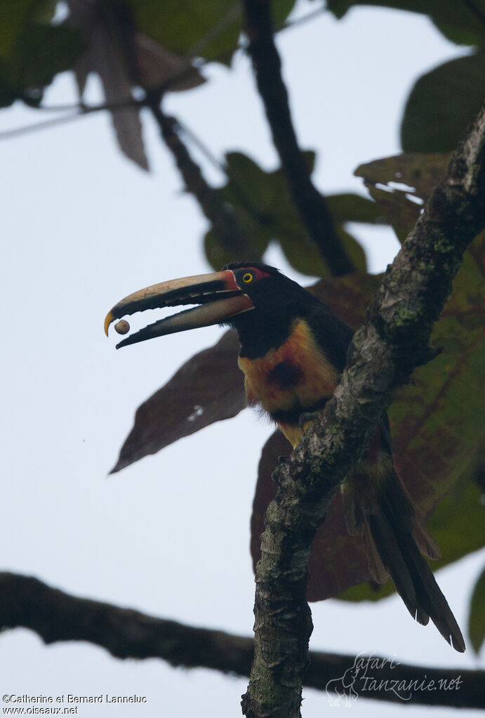 Pale-mandibled Aracariadult, feeding habits, eats