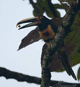 Pale-mandibled Aracari