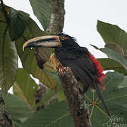 Pale-mandibled Aracari