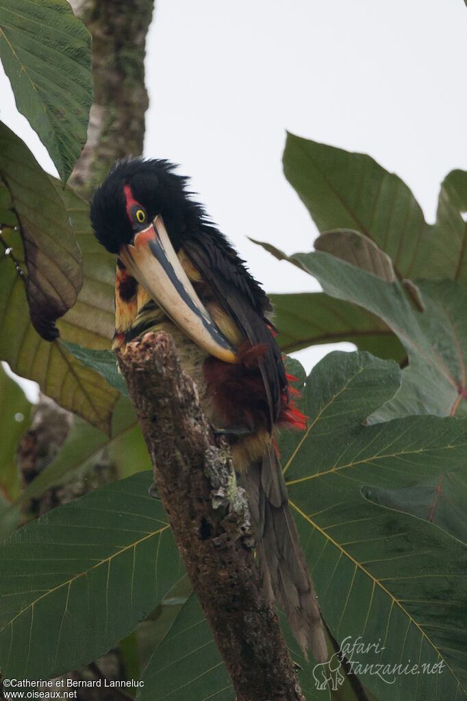 Pale-mandibled Aracariadult, care