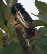 Pale-mandibled Aracari