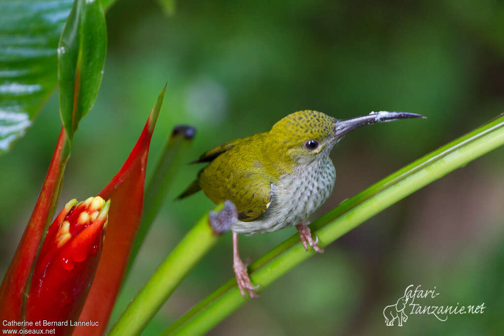 Bornean Spiderhunteradult, identification, feeding habits