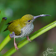 Bornean Spiderhunter