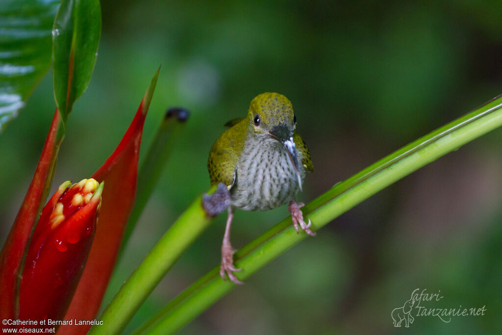 Bornean Spiderhunteradult