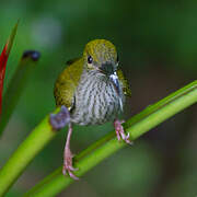 Bornean Spiderhunter