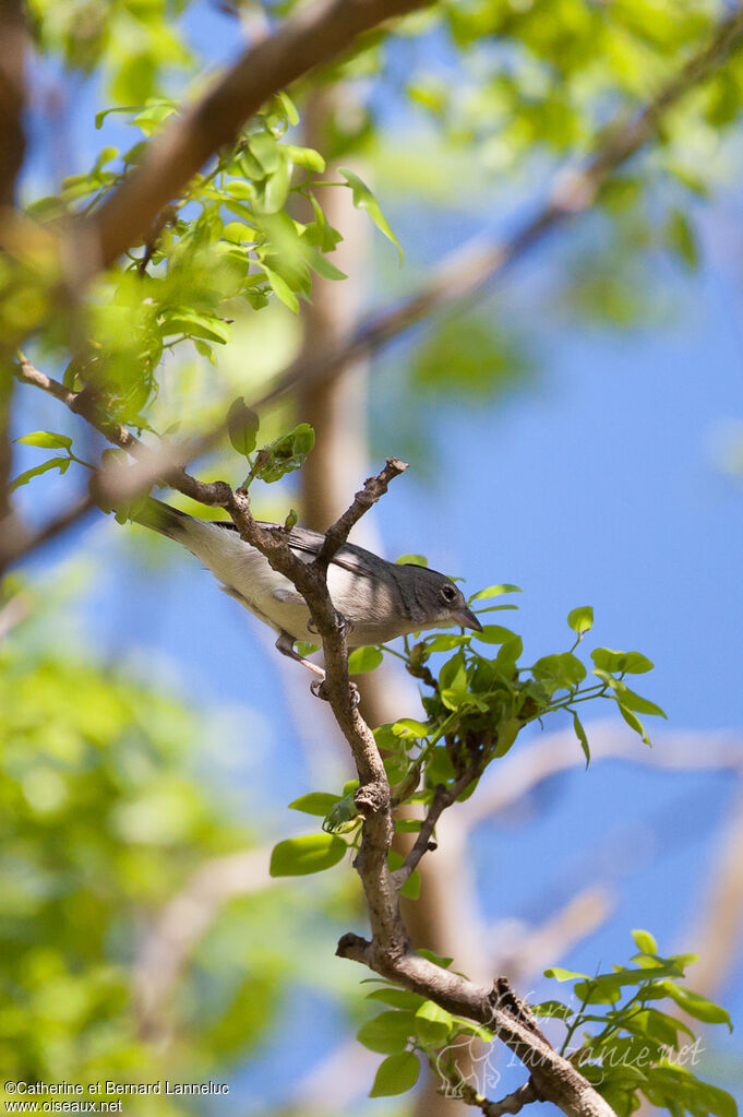 Grey Pileated Finch