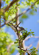 Grey Pileated Finch