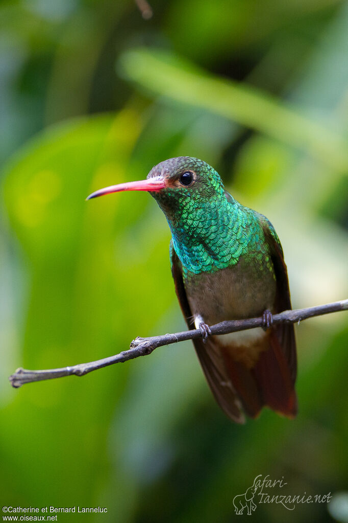 Rufous-tailed Hummingbirdadult, identification