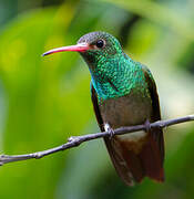 Rufous-tailed Hummingbird