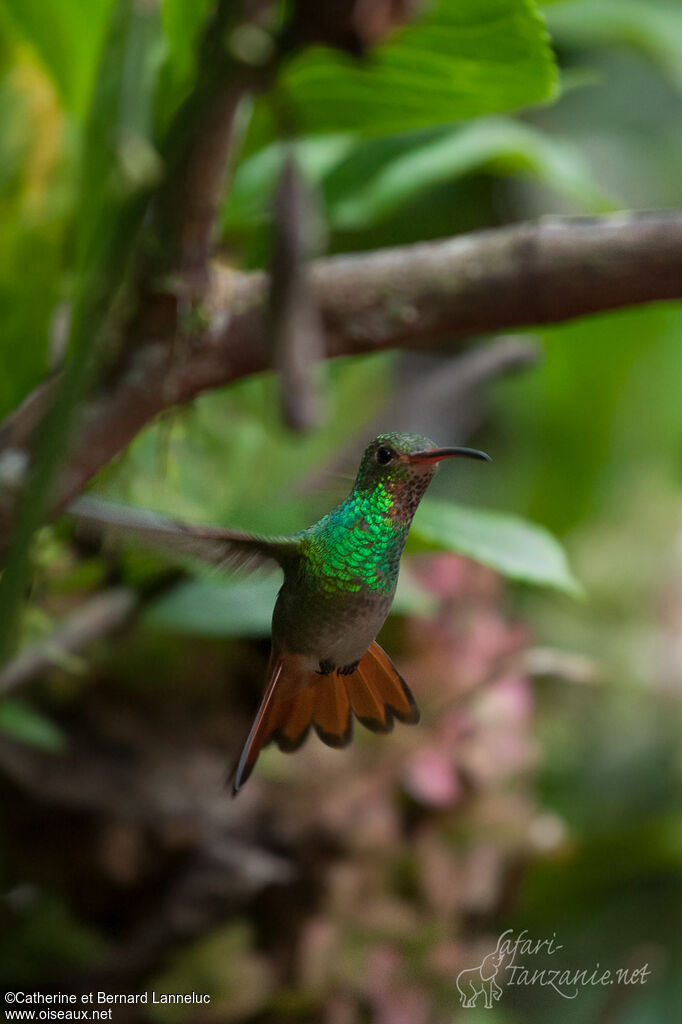 Rufous-tailed Hummingbird female adult, Flight