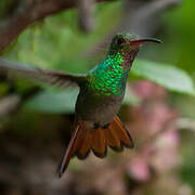 Rufous-tailed Hummingbird