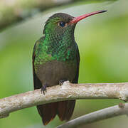 Rufous-tailed Hummingbird