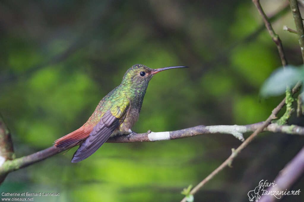 Rufous-tailed Hummingbird female adult, identification