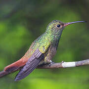 Rufous-tailed Hummingbird