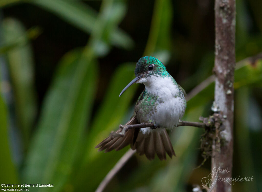 Andean Emeraldadult, Behaviour