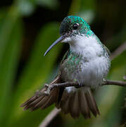 Andean Emerald