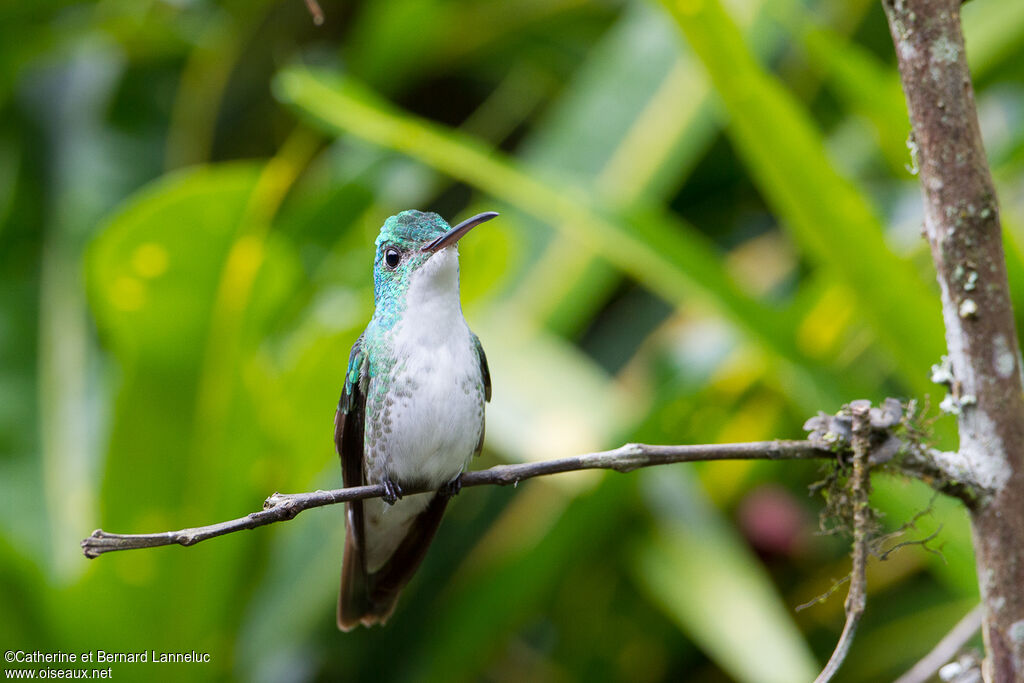 Andean Emeraldadult, habitat