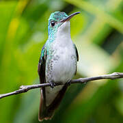 Andean Emerald