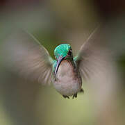 Andean Emerald