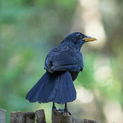 Blue Whistling Thrush