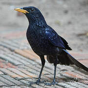 Blue Whistling Thrush