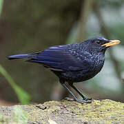 Blue Whistling Thrush