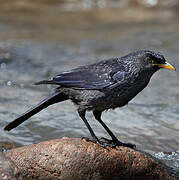 Blue Whistling Thrush