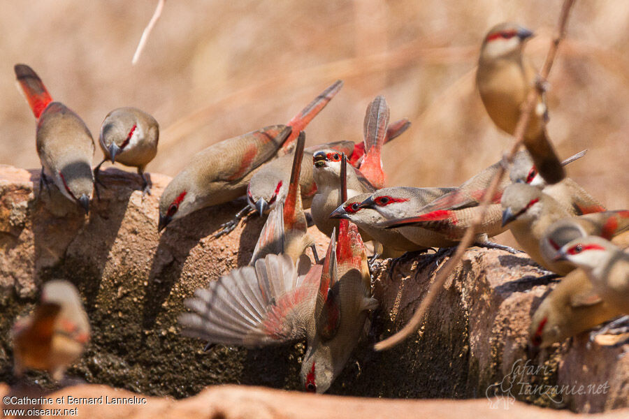 Crimson-rumped Waxbill