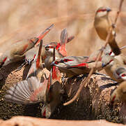 Crimson-rumped Waxbill